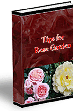 Tips for Rose Garden