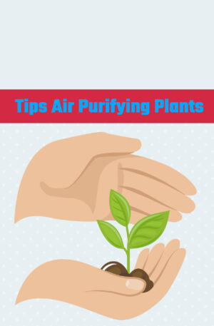 Tips Air Purifying Plants